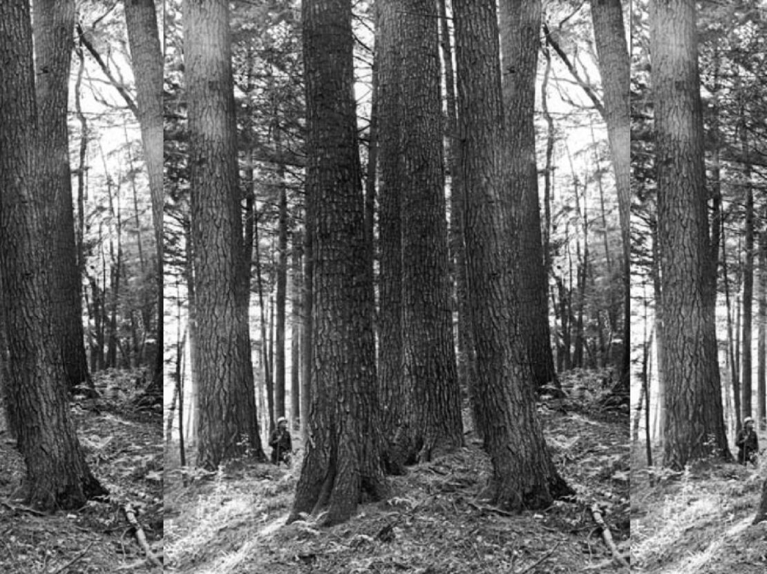 A black and white photo of the trunks of large trees with a person visible between two trees in the left side of the image.