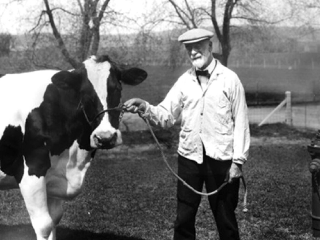 A black and white image showing an older Stephen outside in a white coat and hat, holding a rope that is around a large cows nose.