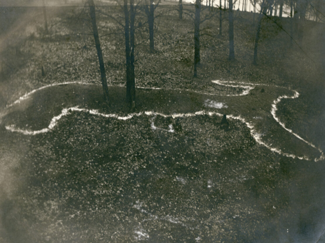A color photograph taken from a birds eye view looking down onto a dark green area where a white outline is in the shape of an animal.